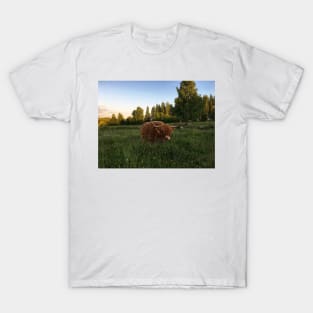 Scottish Highland Cattle Cow 2429 T-Shirt